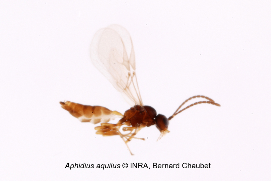Aphidius aquilus : adulte