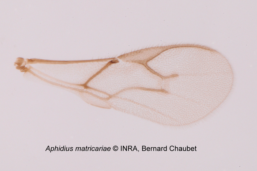 Aphidius matricariae : aile