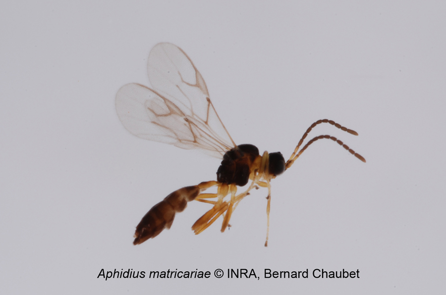 Aphidius matricariae : adulte habitus