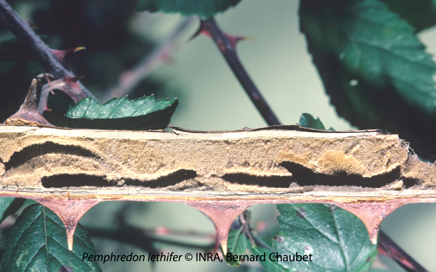 Pemphredon lethifer : nid ouvert