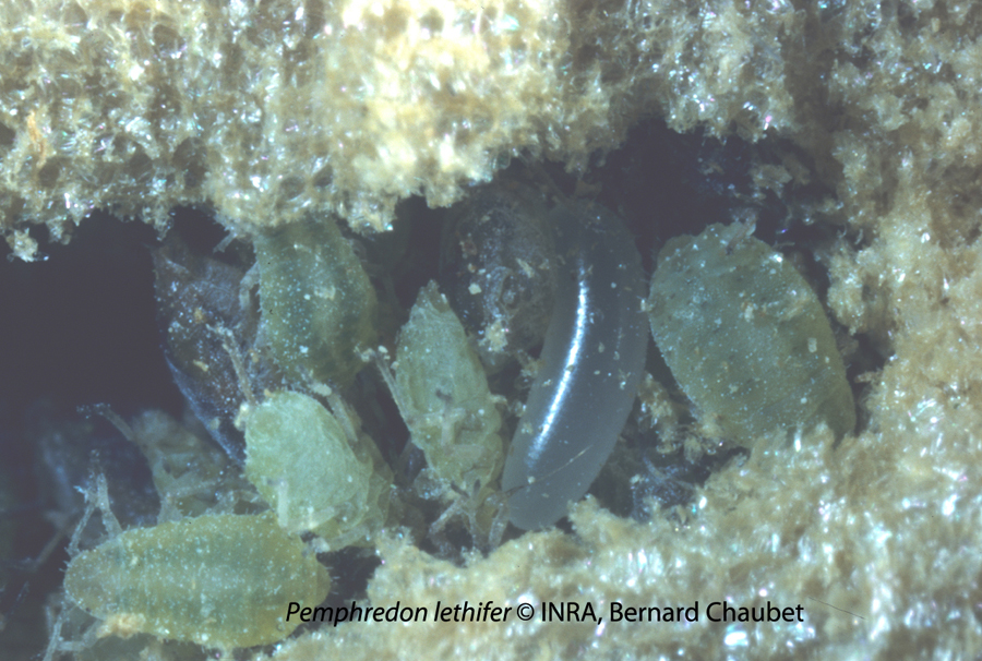 Pemphredon lethifer : oeuf dans une cellule