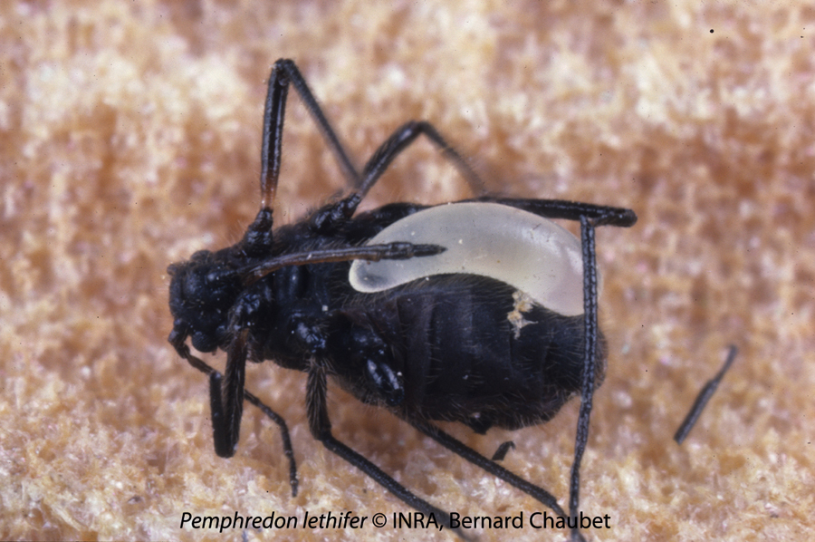 Pemphredon lethifer : oeuf sur puceron paralysé