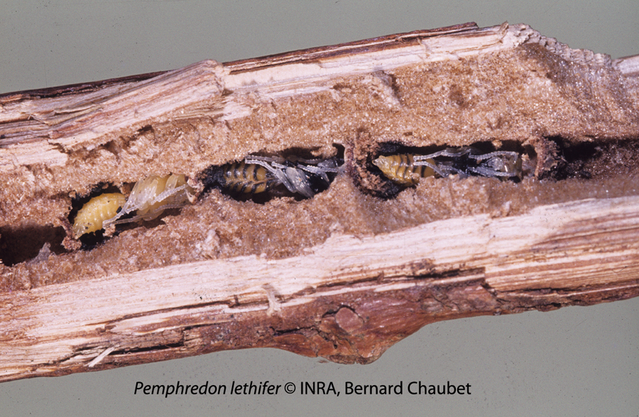 Pemphredon lethifer : nymphes à différents stades de développement