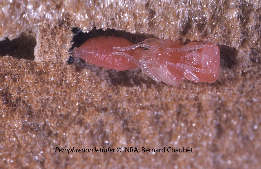 Pemphredon lethifer : nymphe