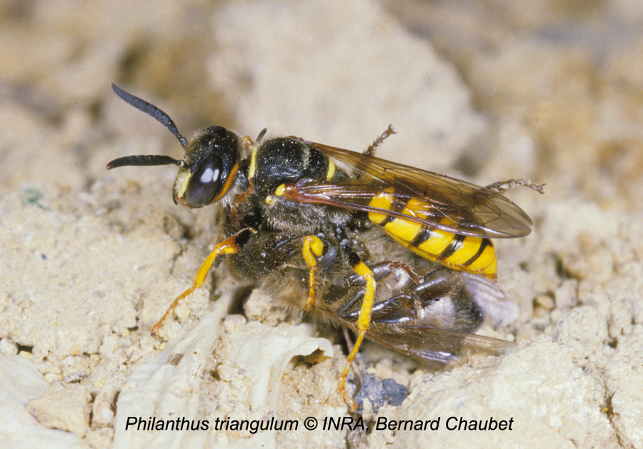 Philanthus triangulum : adulte