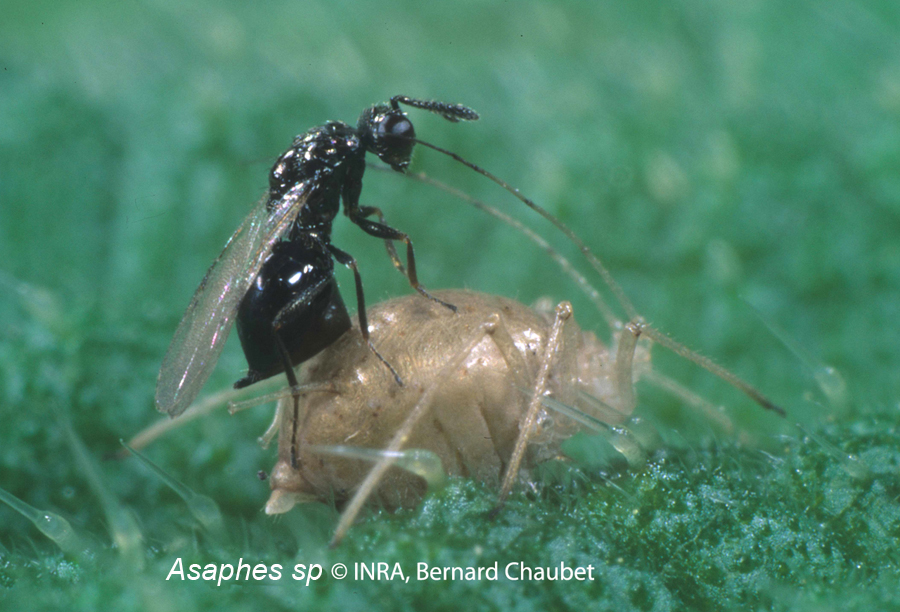 Asaphes pondant dans une momie de Microlophium carnosum