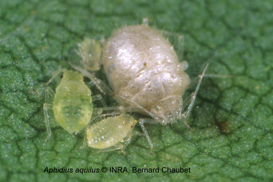 Aphidius aquilus : momie de Betulaphis