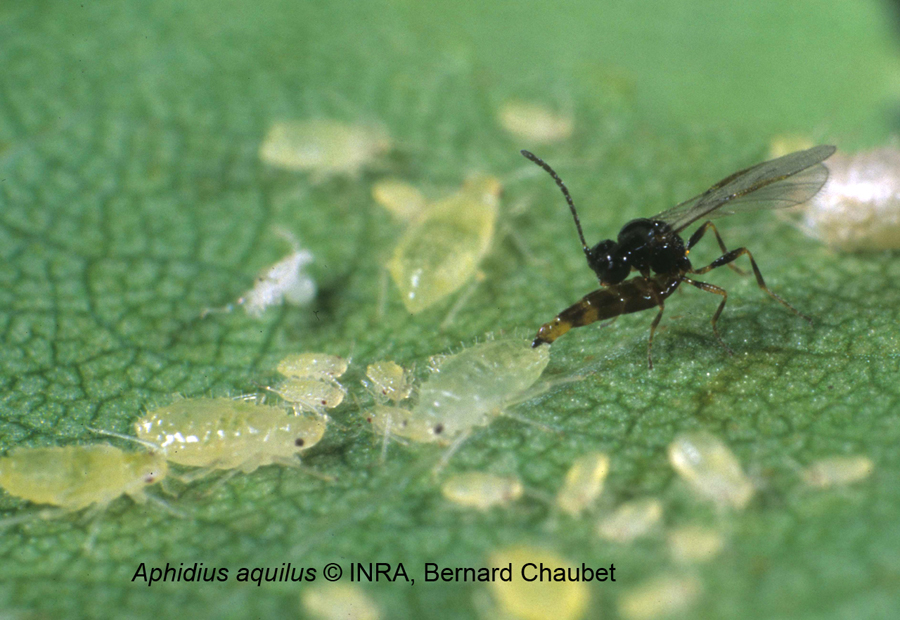 Aphidius aquilus et Betulaphis