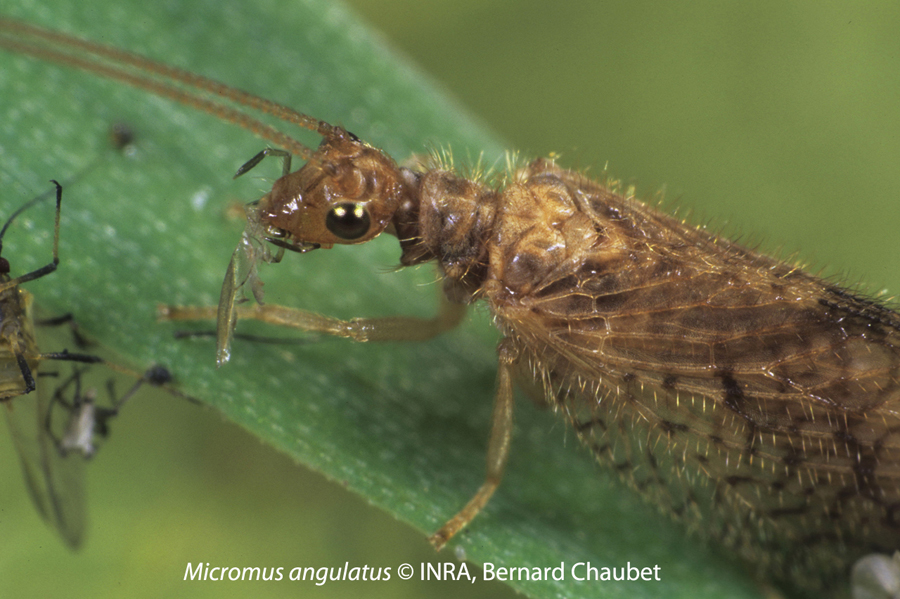 Micromus angulatus
