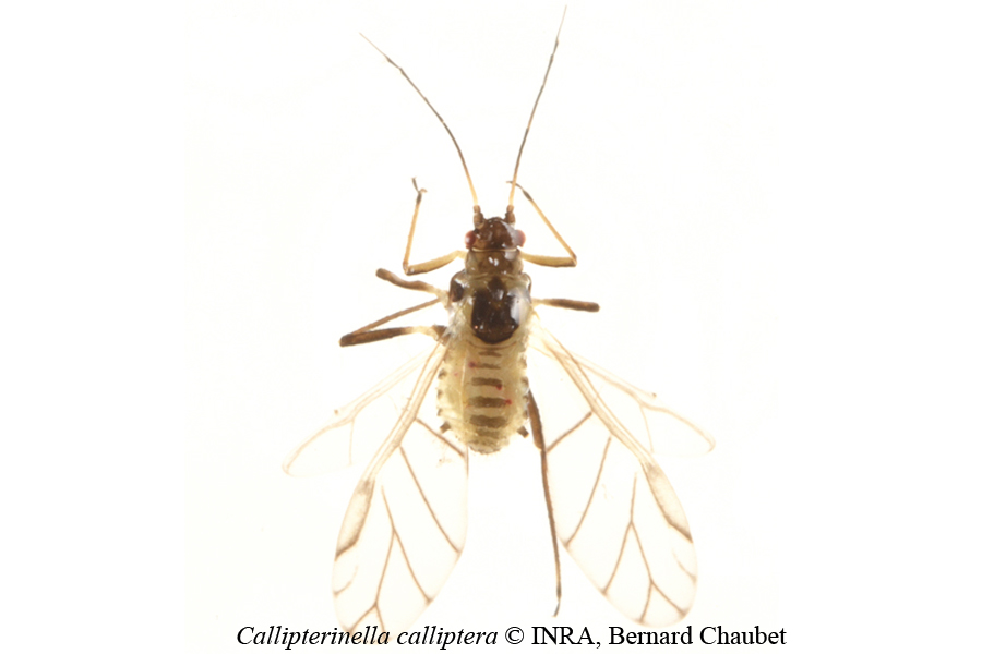 Callipterinella calliptera : adulte ailé