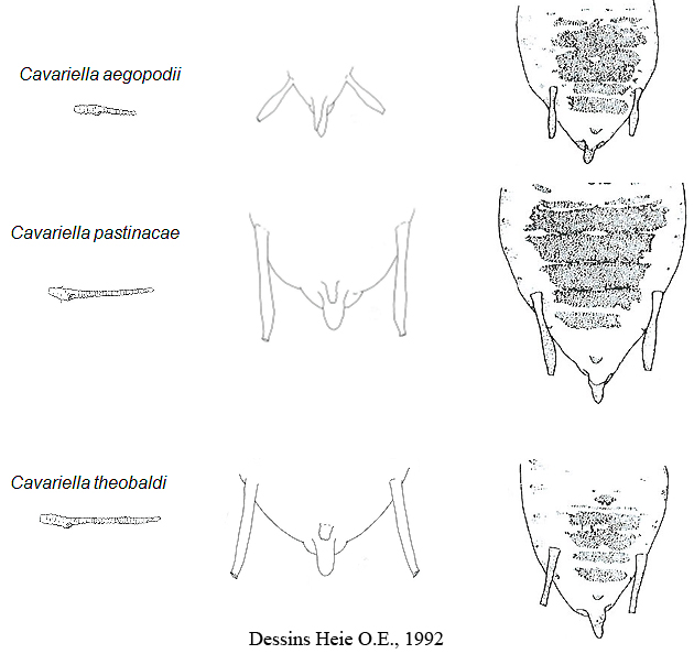 Cavariella : différences morphologiques entre les espèces