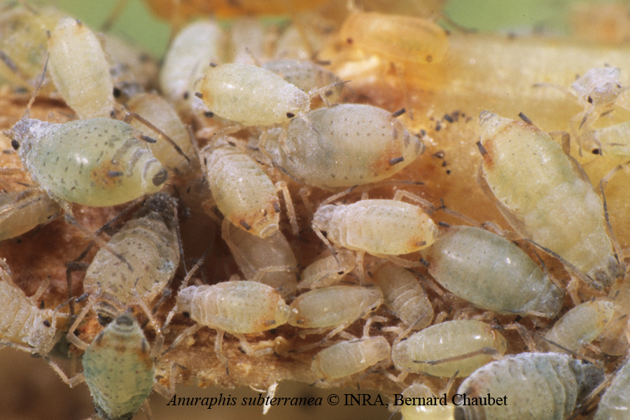  Anuraphis subterranae colonie sur racine © INRA, Bernard Chaubet