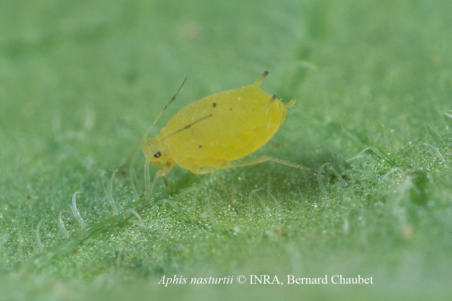 Aphis nasturtii : adulte aptère © INRA, Bernard Chaubet