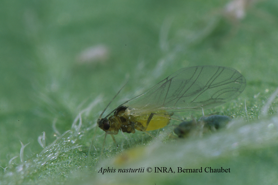 Aphis nasturtii : adulte ailé © INRA, Bernard Chaubet