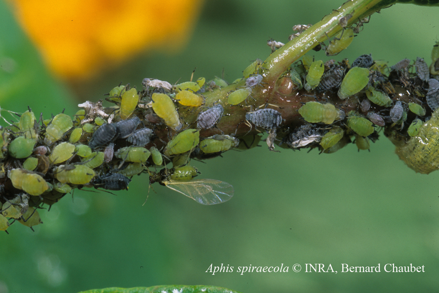 Aphis spiraecola : colonie sur Photinia © INRA, Bernard Chaubet