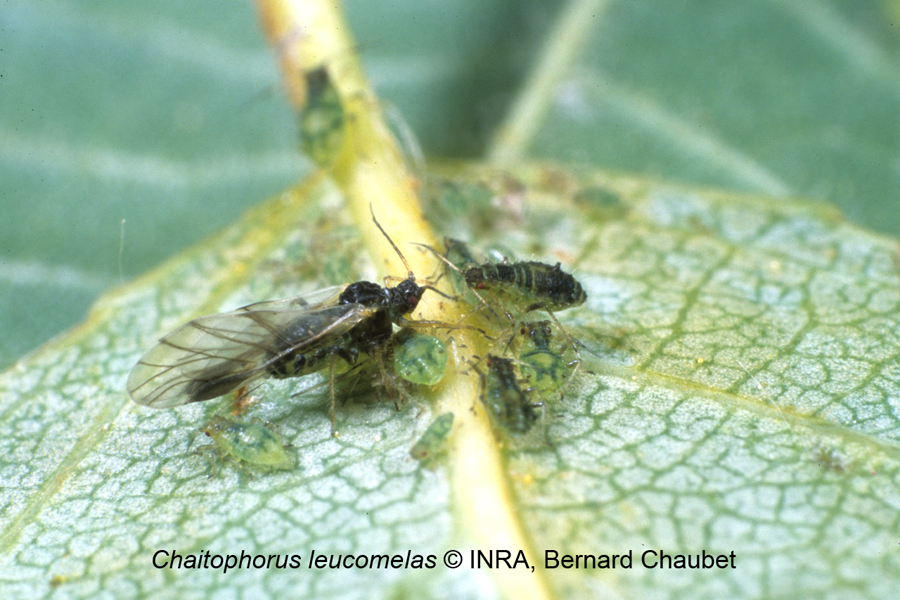 Chaitophorus leucomelas : adulte ailé