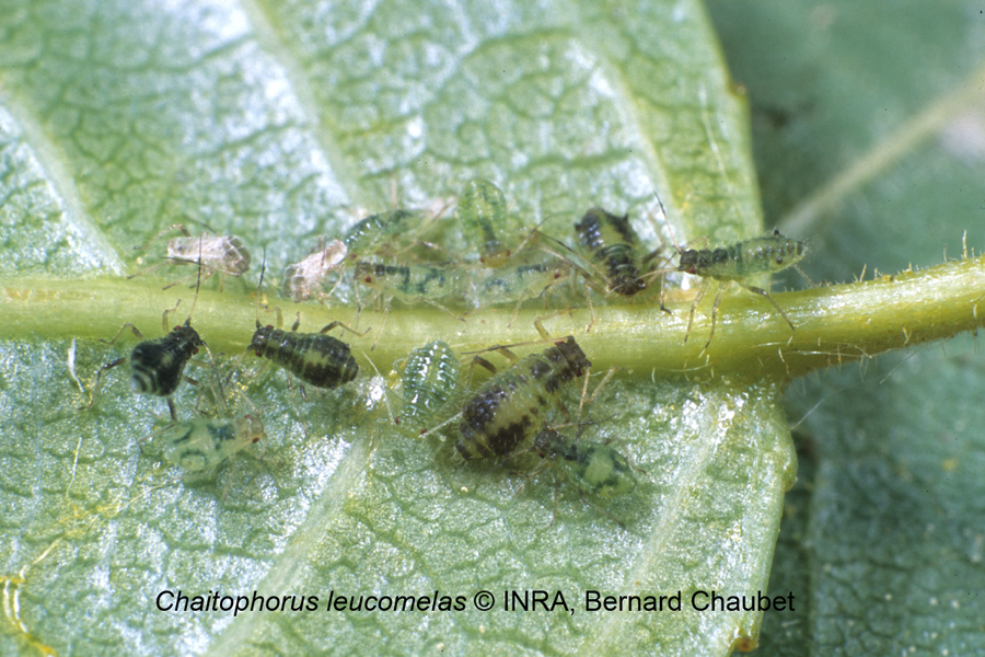 Chaitophorus leucomelas : adulte aptère et colonie