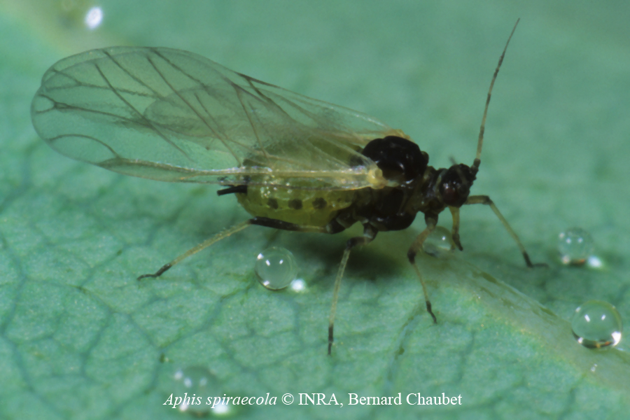 Aphis spiraecola : adulte ailé © INRA, Bernard Chaubet