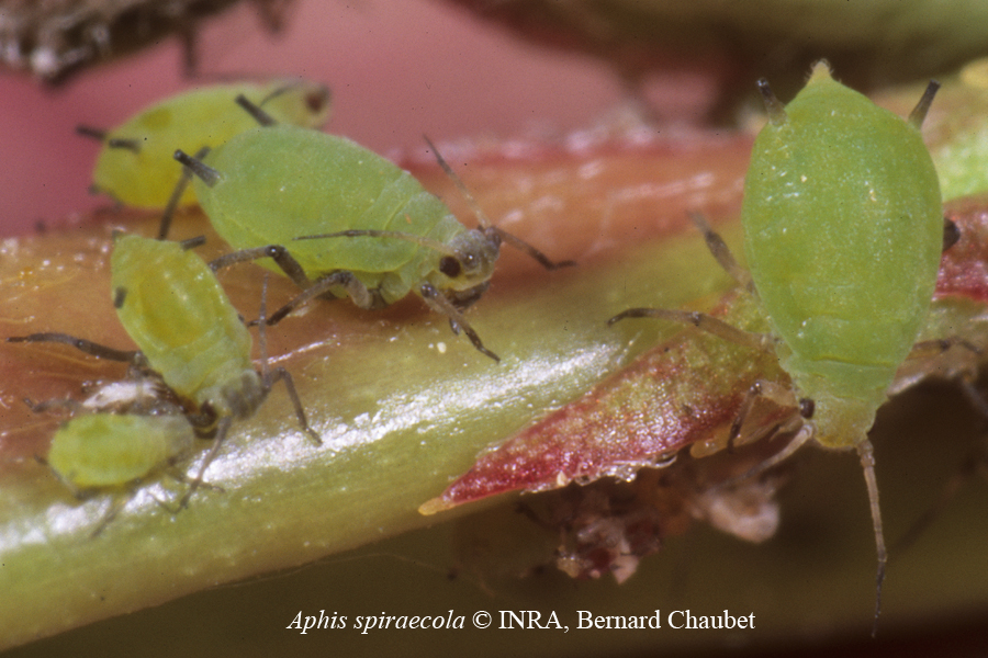 Aphis spiraecola : adulte aptère © INRA, Bernard Chaubet