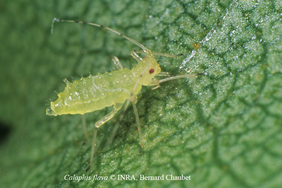 Calaphis flava : larve