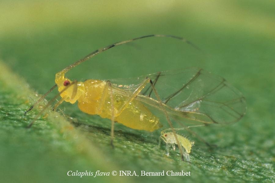 Calaphis flava : adulte ailé