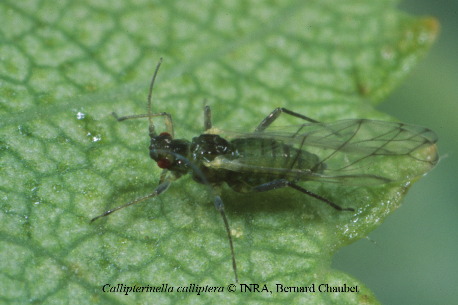 Callipterinella calliptera : adulte ailé