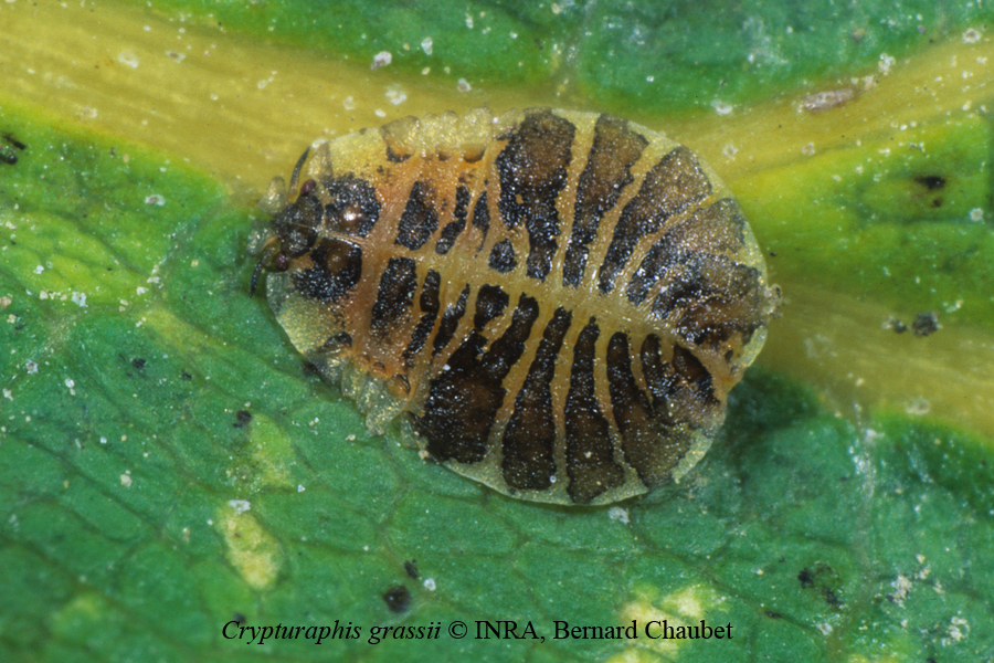 Crypturaphis grassii : adulte aptère