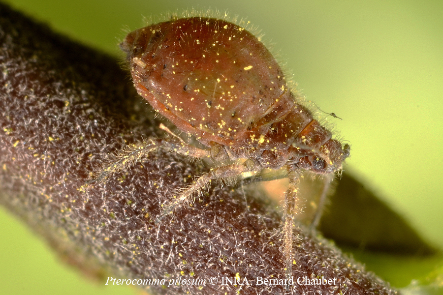 Pterocomma pilosum : adulte aptère