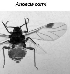Anoeciinae : Anoecia corni