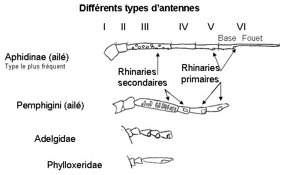 Différents types d'antennes