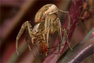 Araneae : Xysticus cristalus