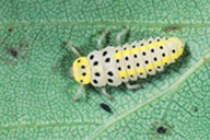 Halizia cedecimguttata : larve