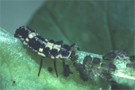 Propylea quatuordecimpunctata : larve