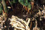 Brachycorynella asparagi : dégât sur asperge
