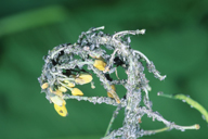 Brevicoryne brassicae : dégât sur colza