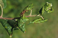 Dysaphis plantaginea : dégât sur pommier
