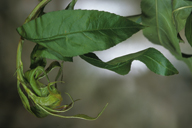 Myzus persicae : dégât sur nectarinier