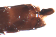 Diaeretiella rapae : ovipositeur