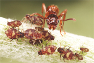 Défense agressive de la fourmi