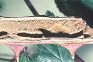 Pemphredon lethifer : nid ouvert