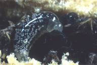 Pemphredon lethifer : larve