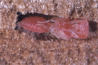 Pemphredon lethifer : nymphe