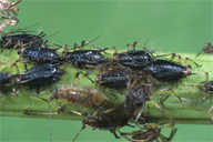 Aphelinus abdominalis : momies noires dans une colonie d'Uroleucon spp