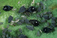 Aphis craccivora : adultes aptères noirs, brillants