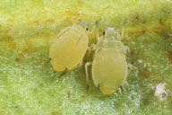 Aphis spiraecola : larve et nymphe