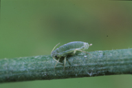 Brachycorynella asparagi : adulte aptère