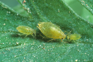 	Cavariella aegopodii : adulte aptère et larves