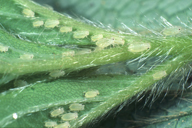 Chaetosiphon fragaefolii : colonie