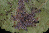 Dysaphis plantaginea : colonie