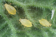Acyrthosiphon primulae : adultes aptères et nymphe